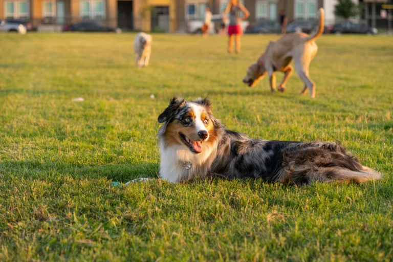 Australian Shepherd Names