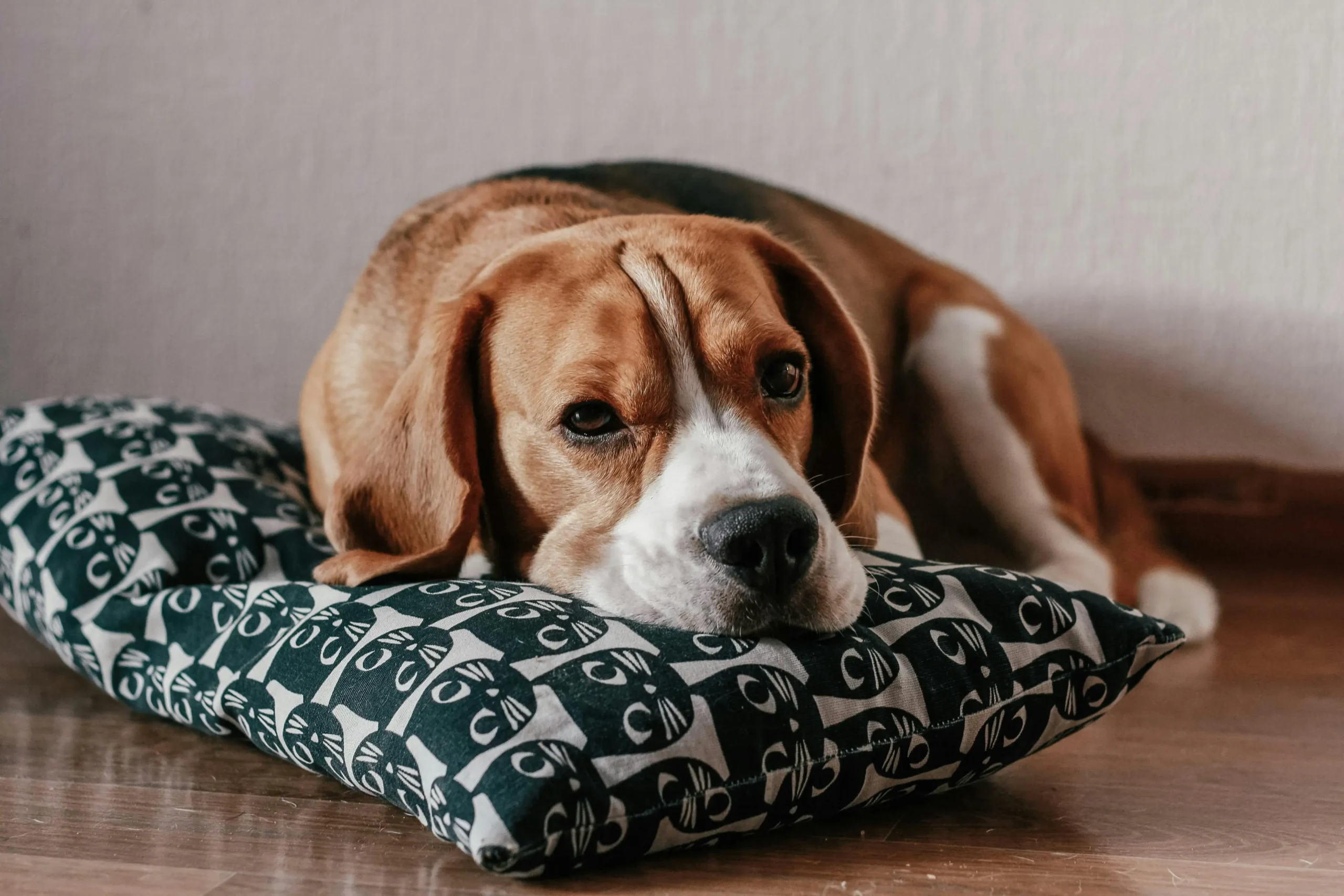 240 Best Beagle Names For Your Floppy-eared Pet