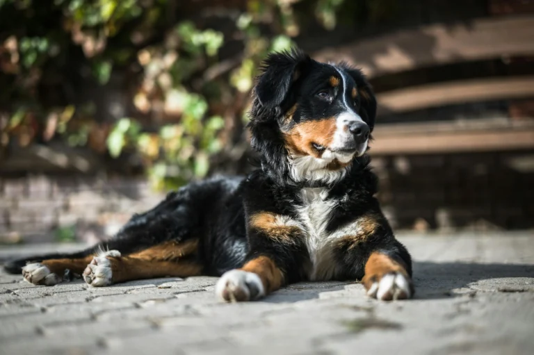 236 Best Bernese Mountain Dog Names