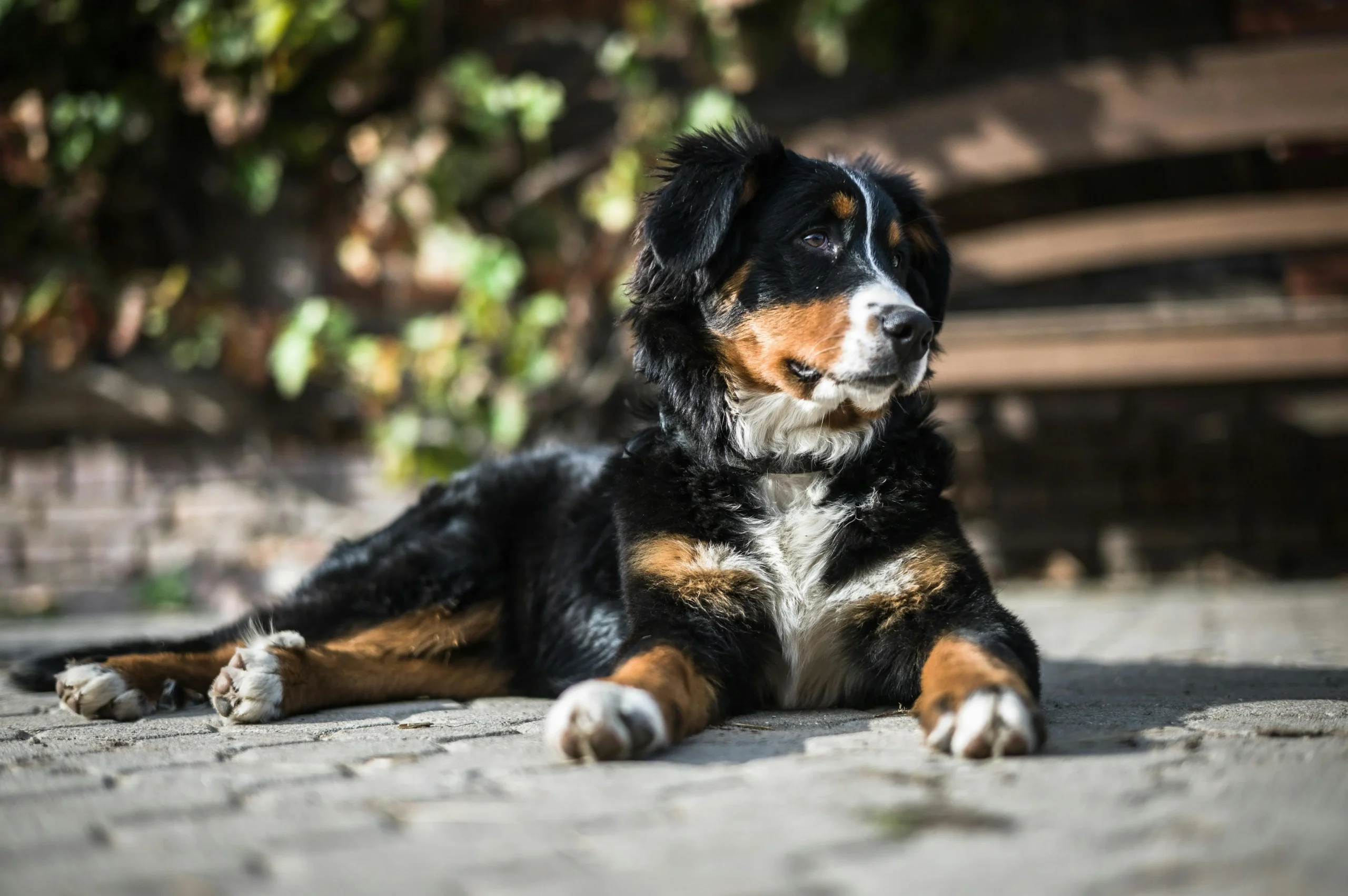 236 Best Bernese Mountain Dog Names