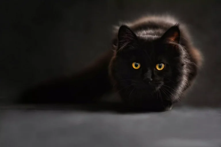 230 Black Cat Names from Cool to Classic