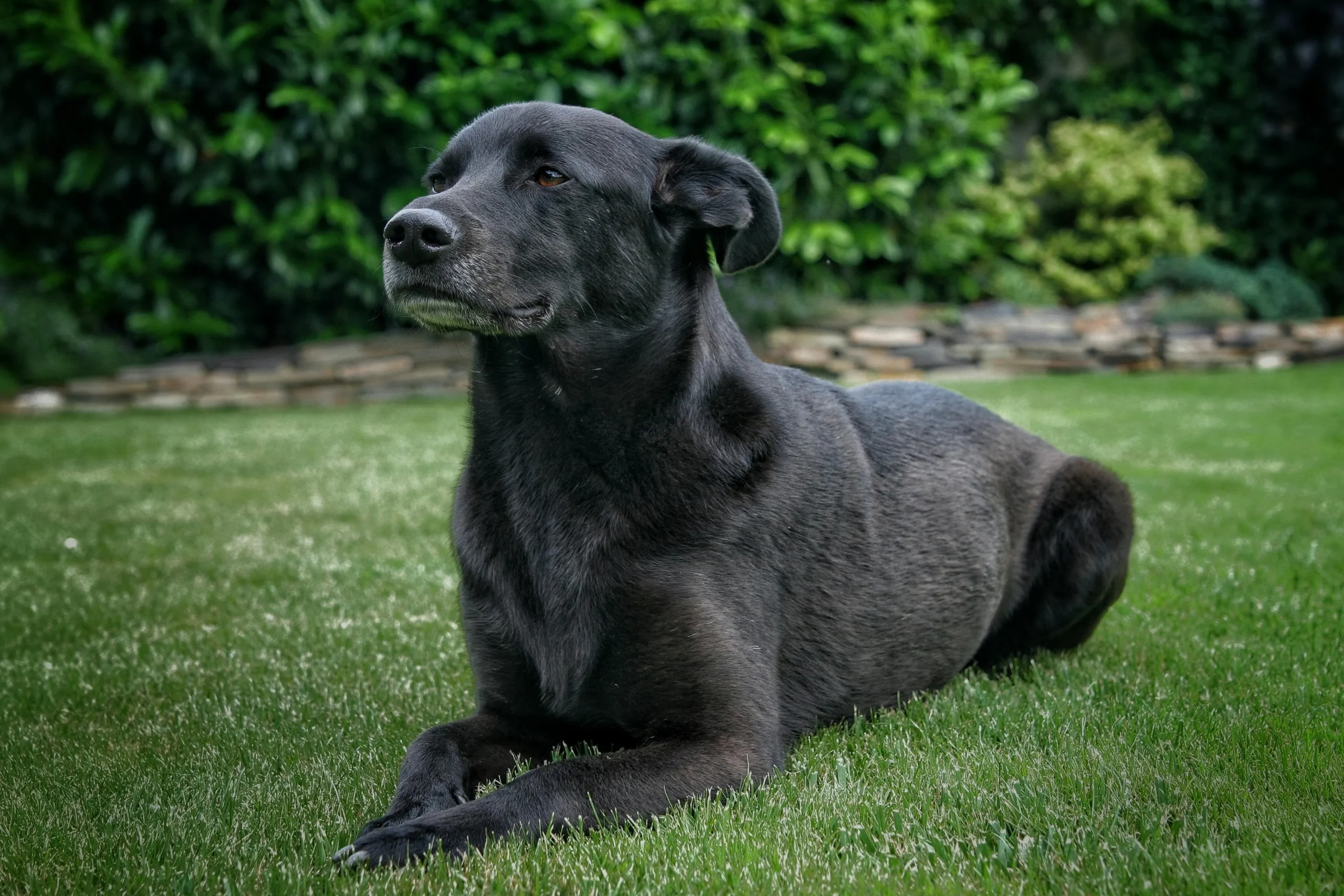 Black Dog Names