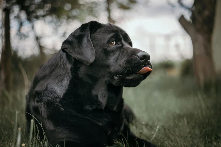 Black Lab names