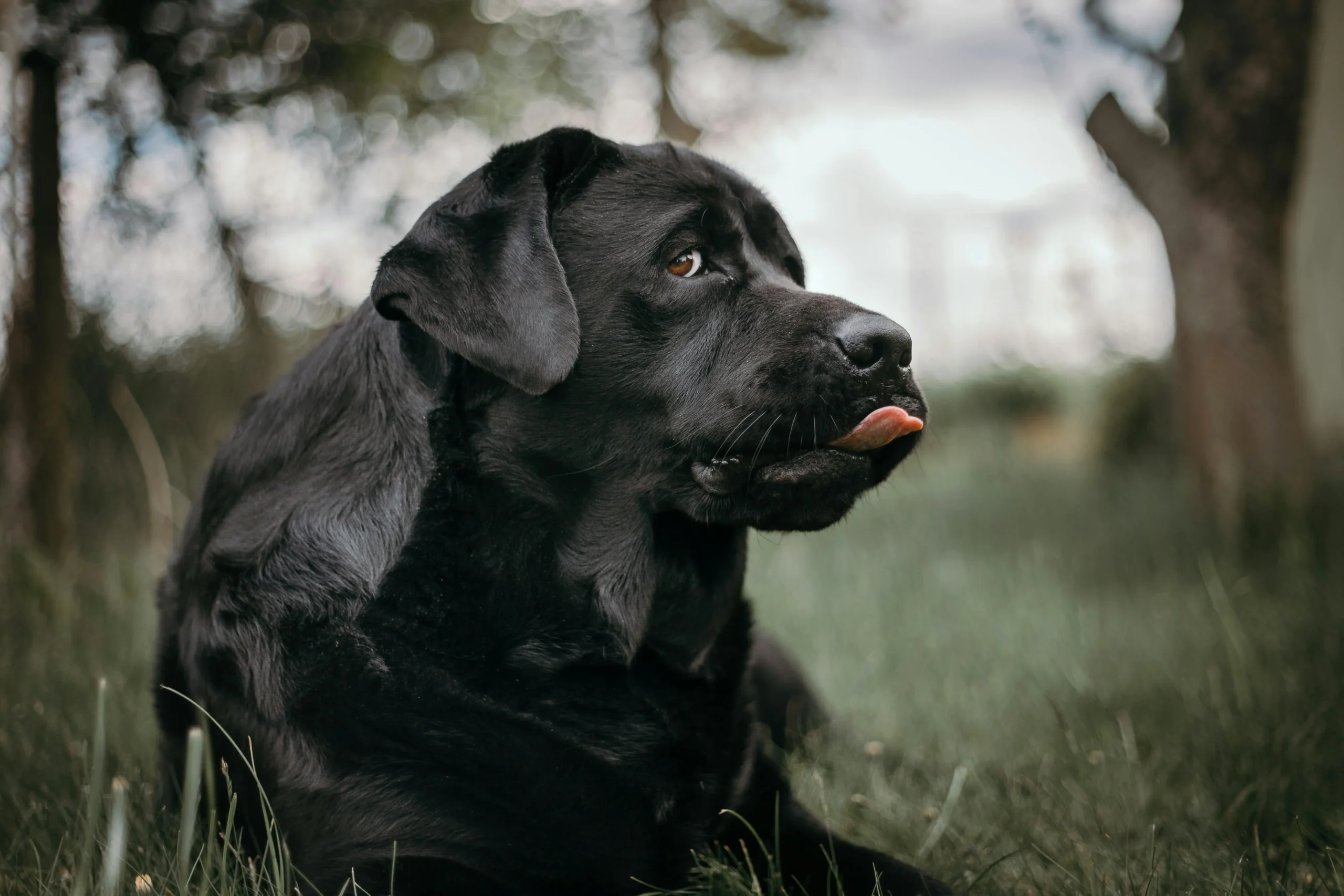 244 Perfect Black Lab Names For Your Cutie