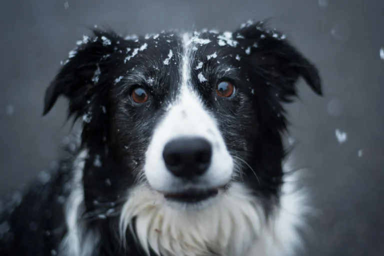 242 The Best Border Collie Names For Your Puppie