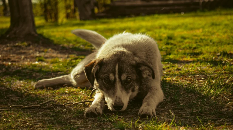 Brindle Dog Names