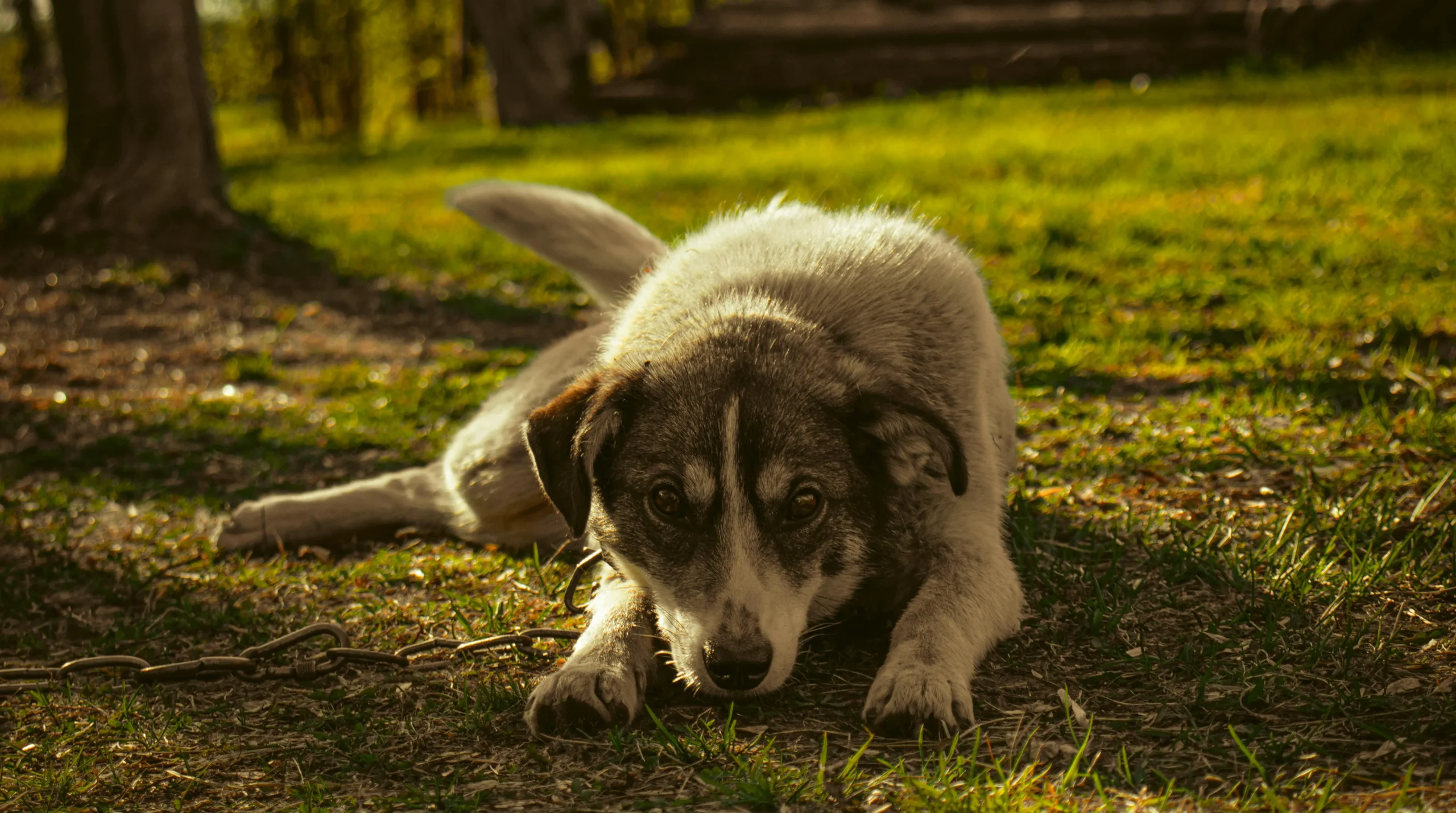 244 Unique and Creative Brindle Dog Names