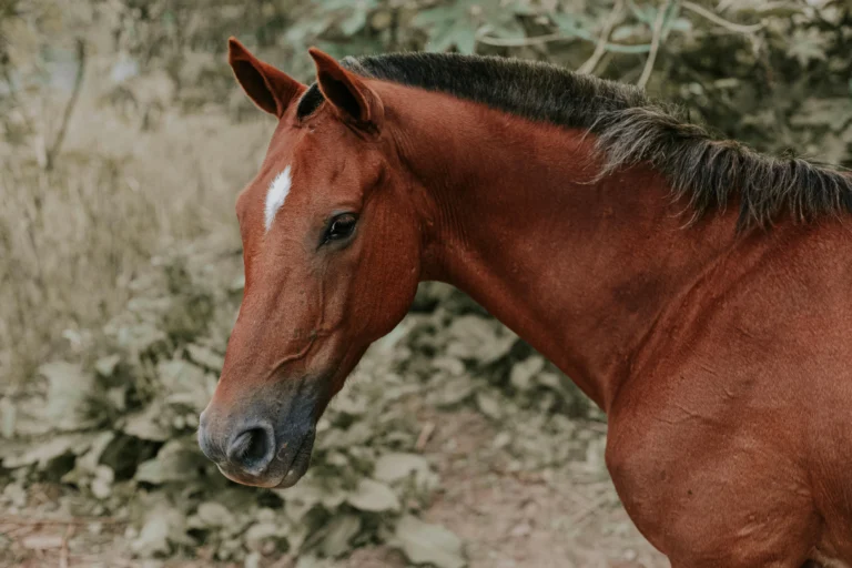 250 Best Brown Horse Names For Your Riding Bubby