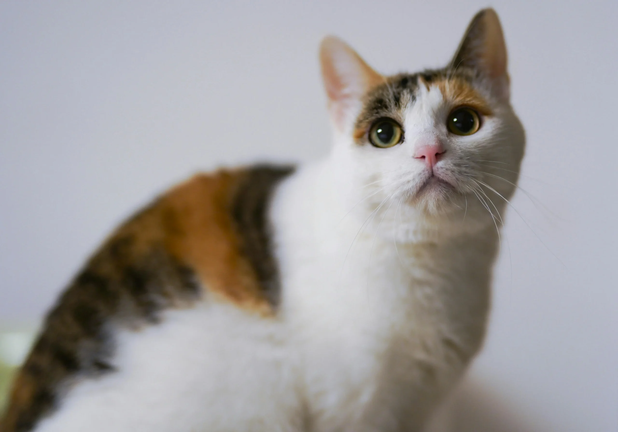 Calico cat names