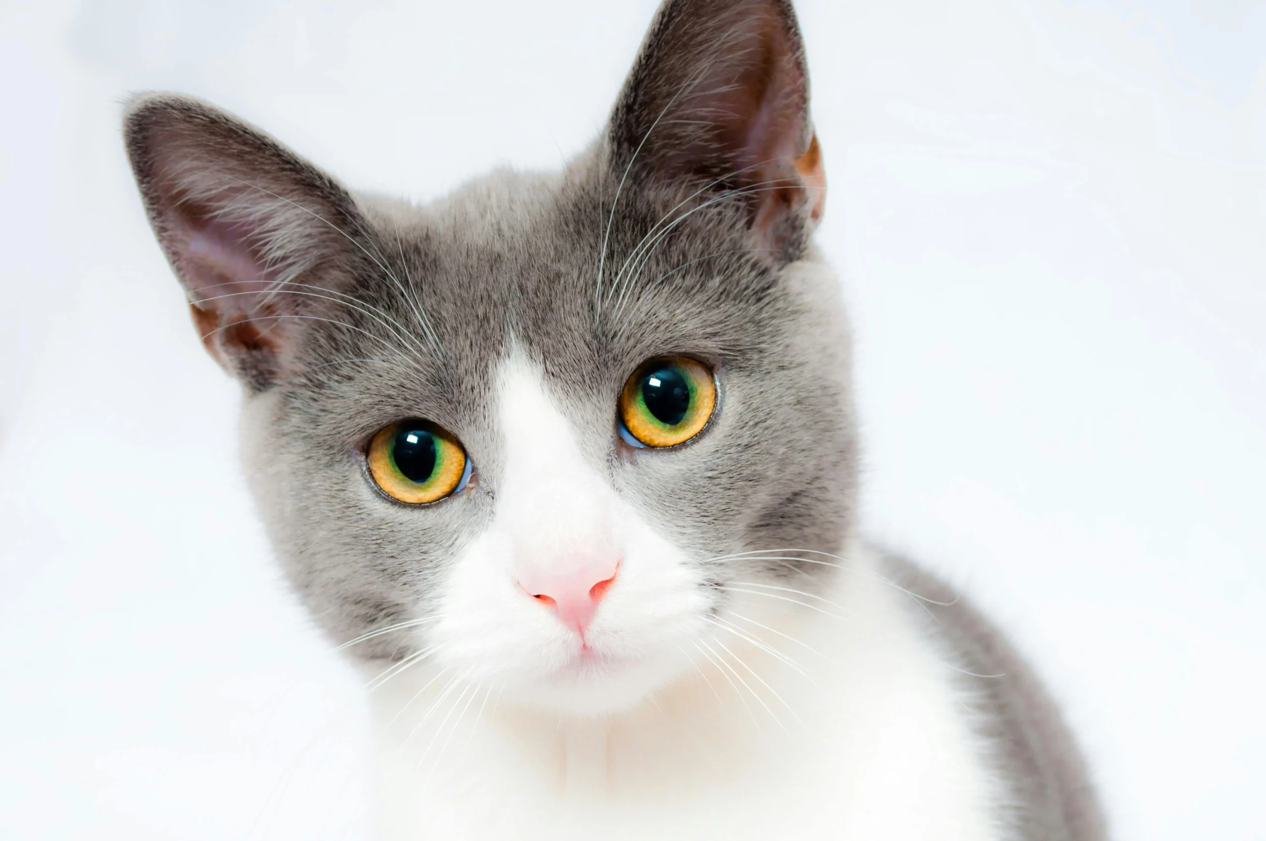 240 Best Cat Names for Your Adorable Kitty & Cat