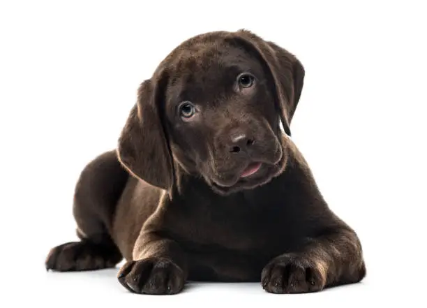 225 Best Chocolate Lab Names for Your Companion