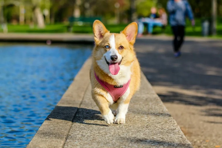 Cool Girl Dog Names