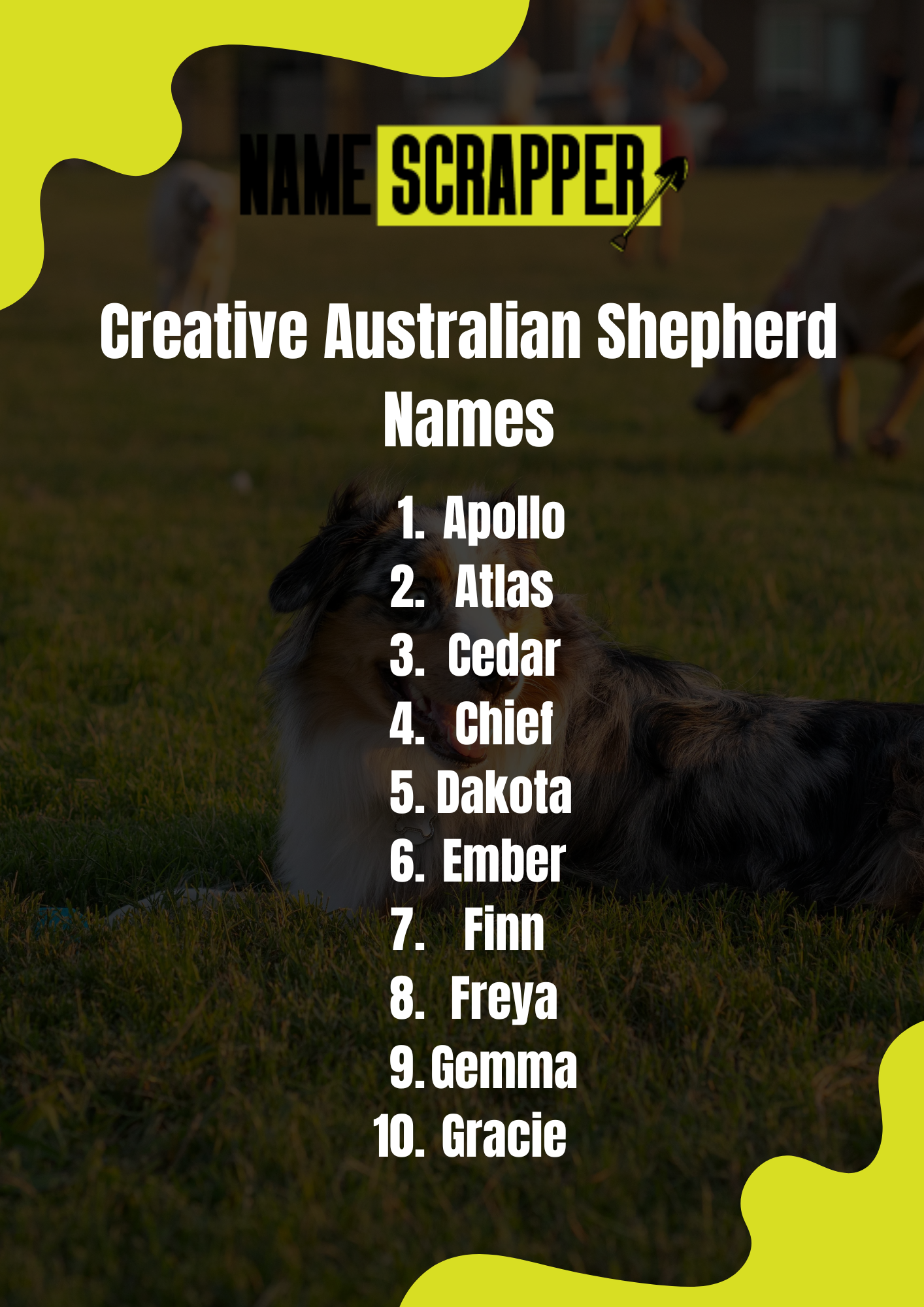 Creative Australian Shepherd Names