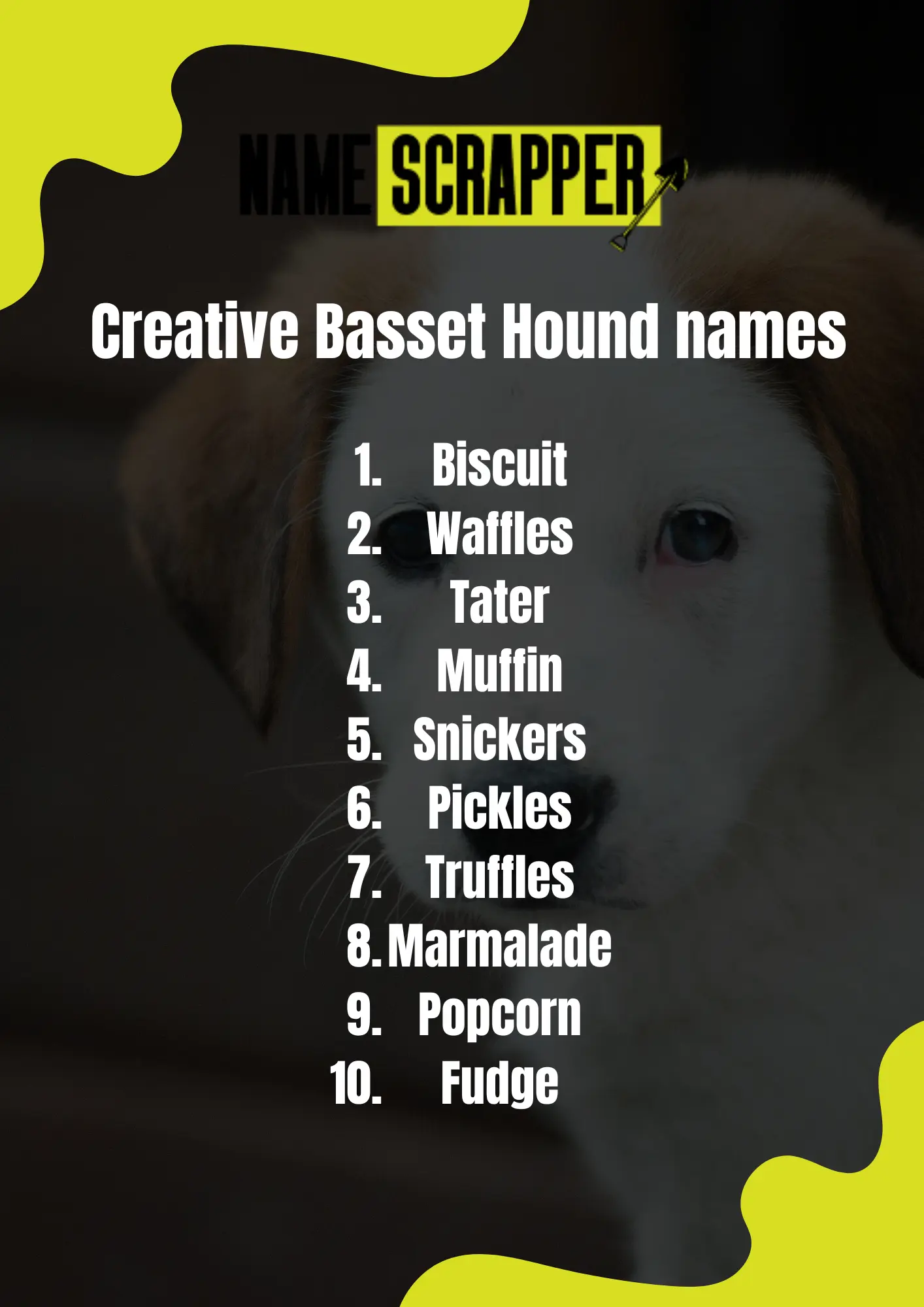 Creative Basset Hound Names