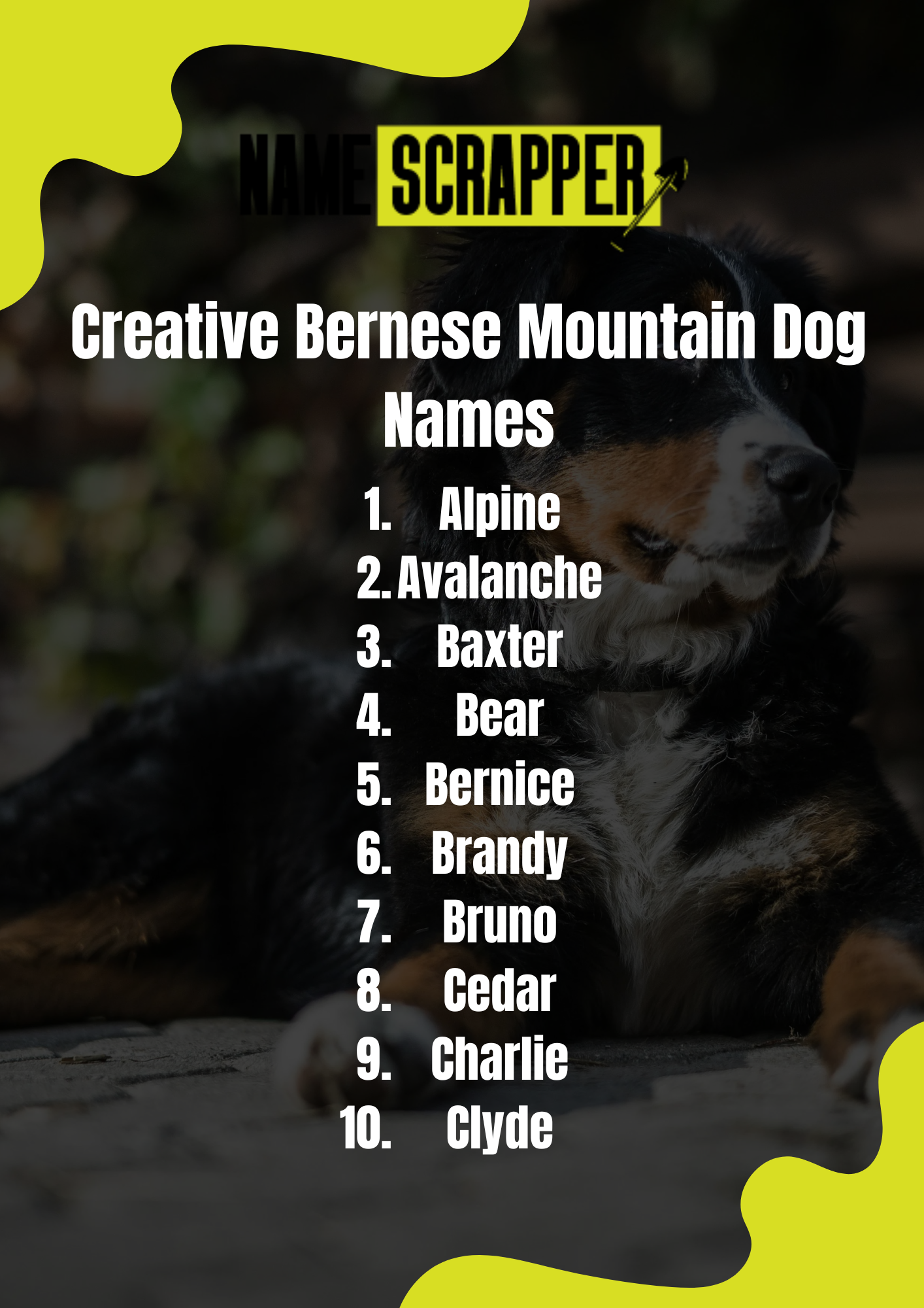 Creative Bernese Mountain Dog Names