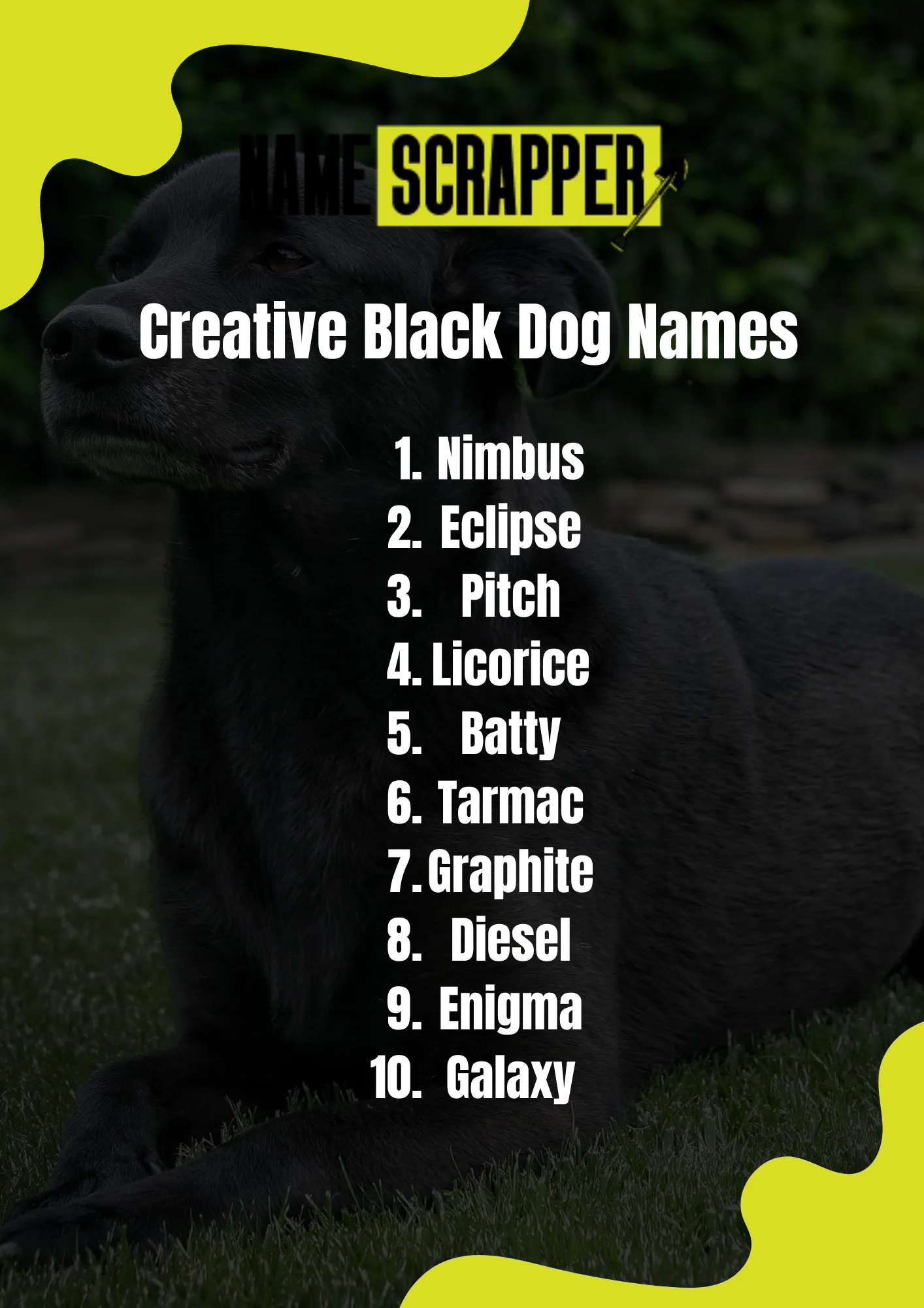 Creative Black Dog Names