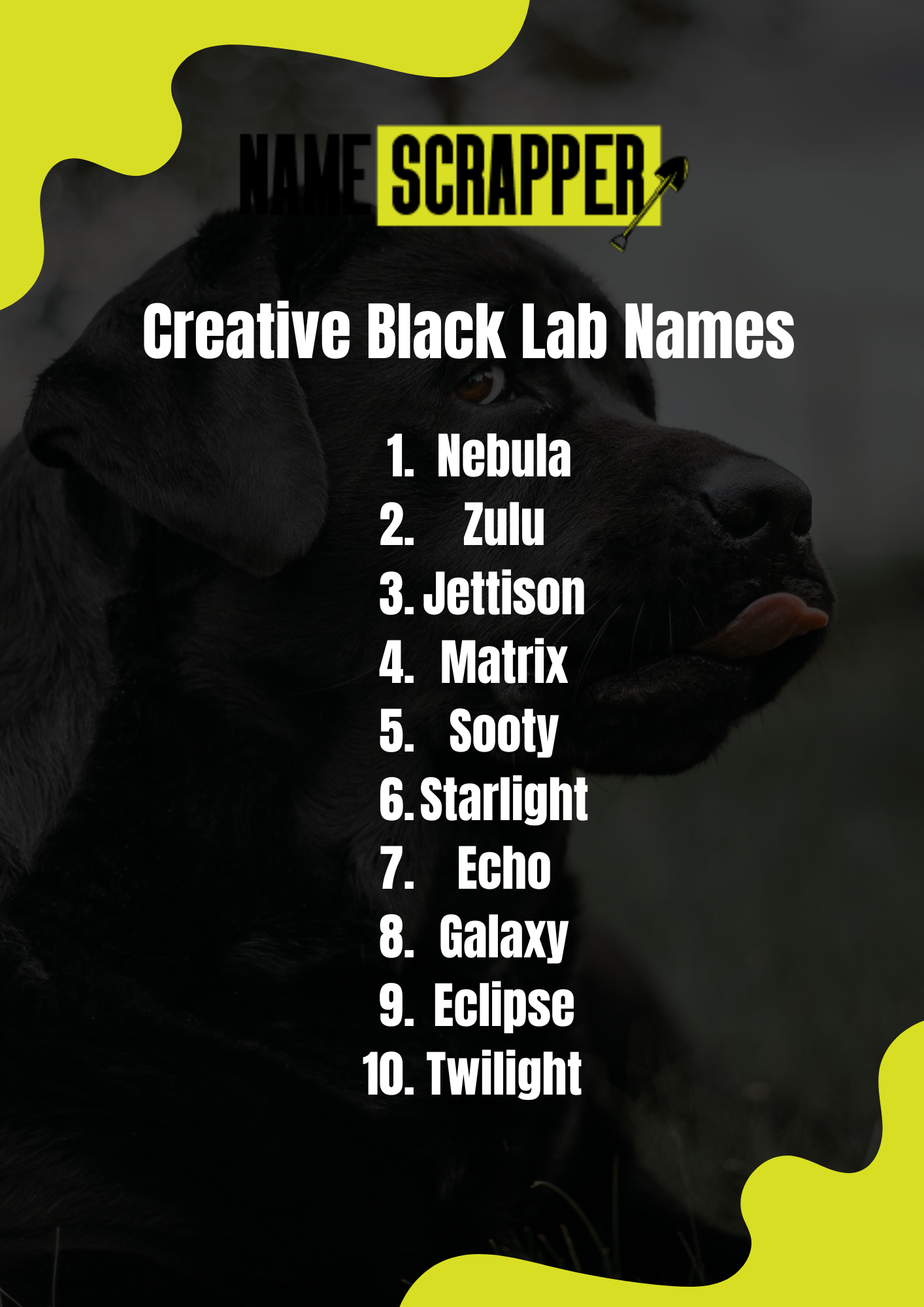 Creative Black Lab Names