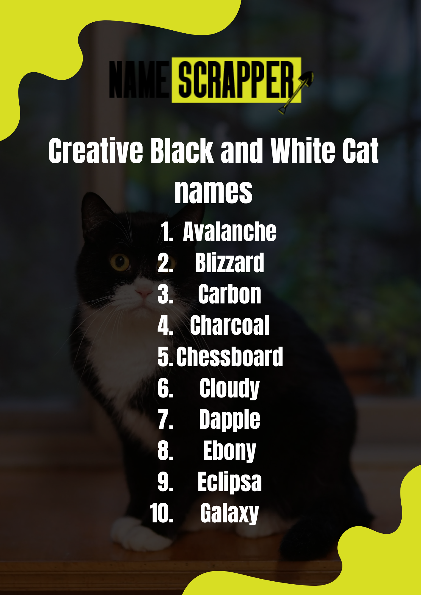 Creative Black and White Cat Names