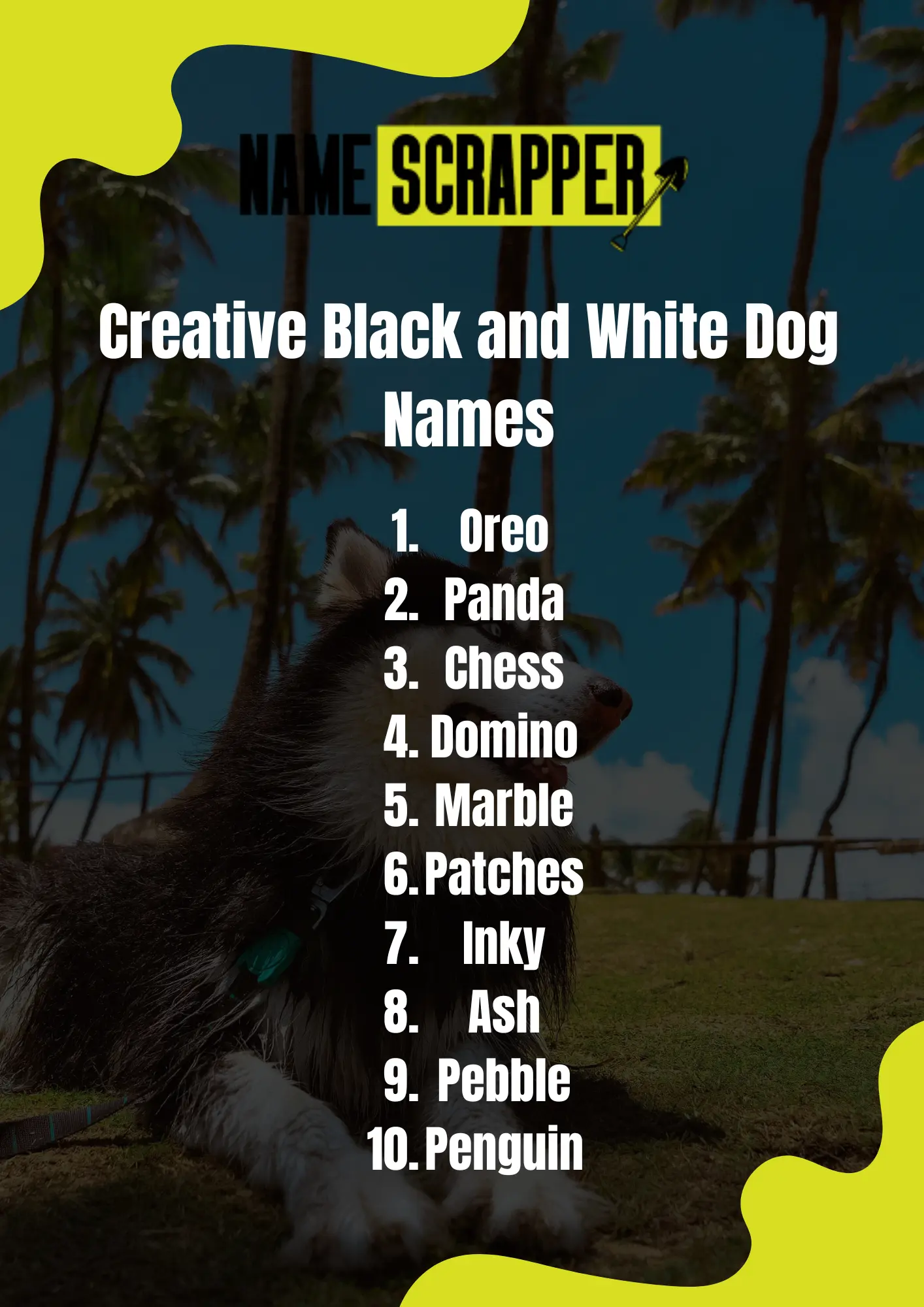 Creative Black and White Dog Names