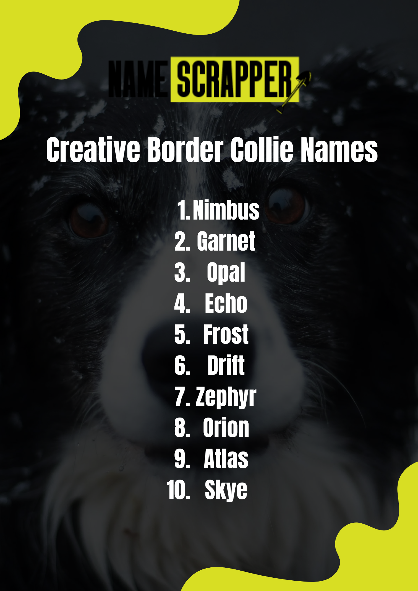 Creative Border Collie Names