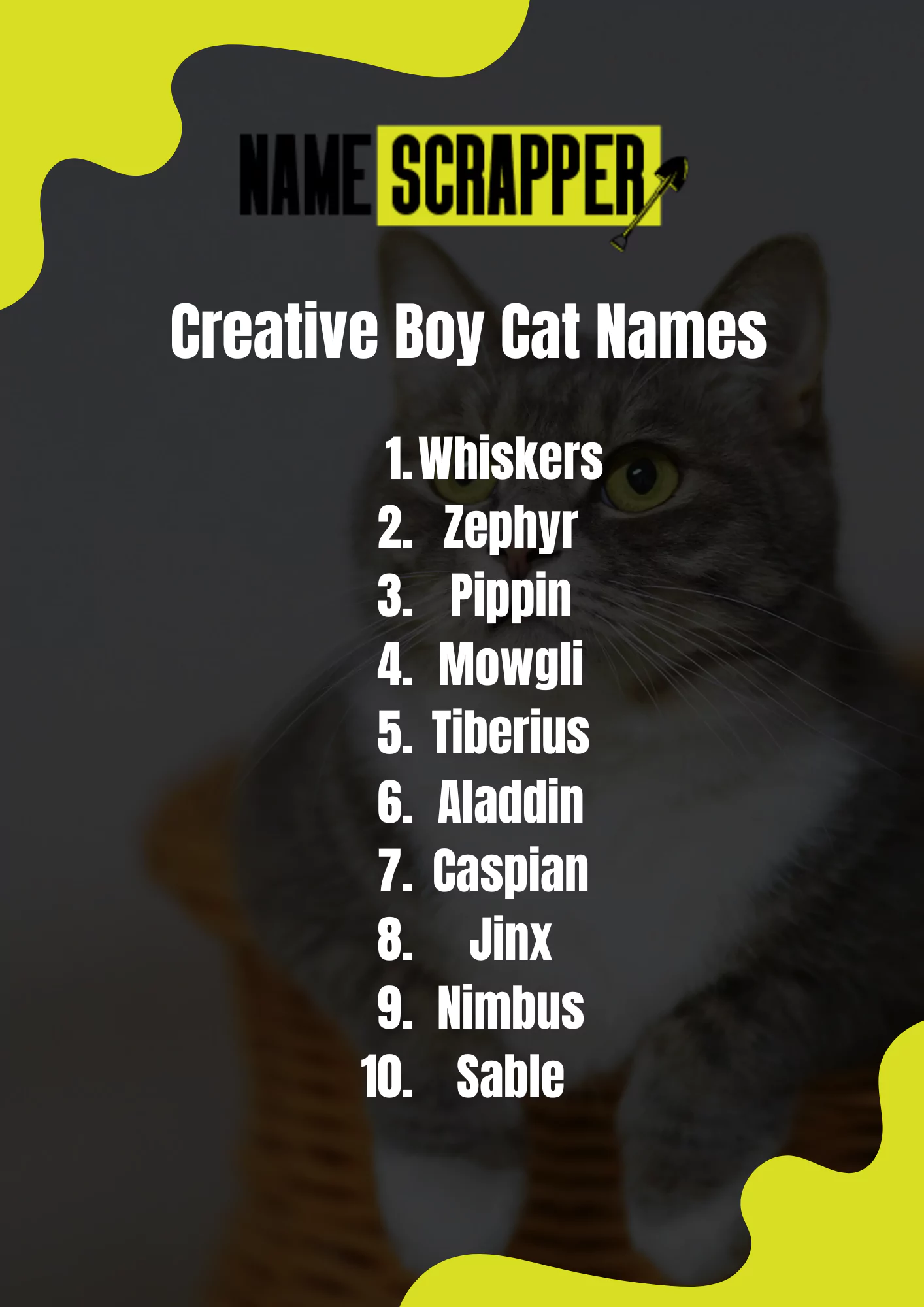 Creative Boy Cat Names