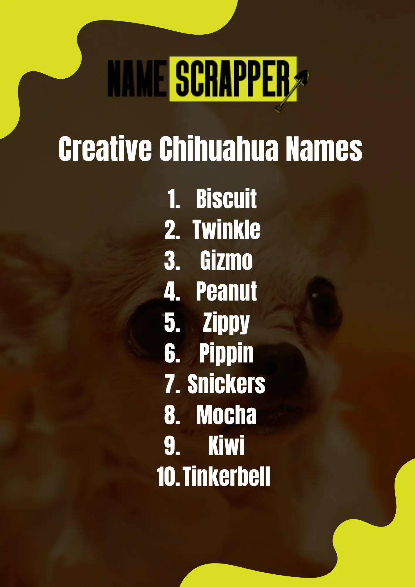 Creative Chihuahua Names