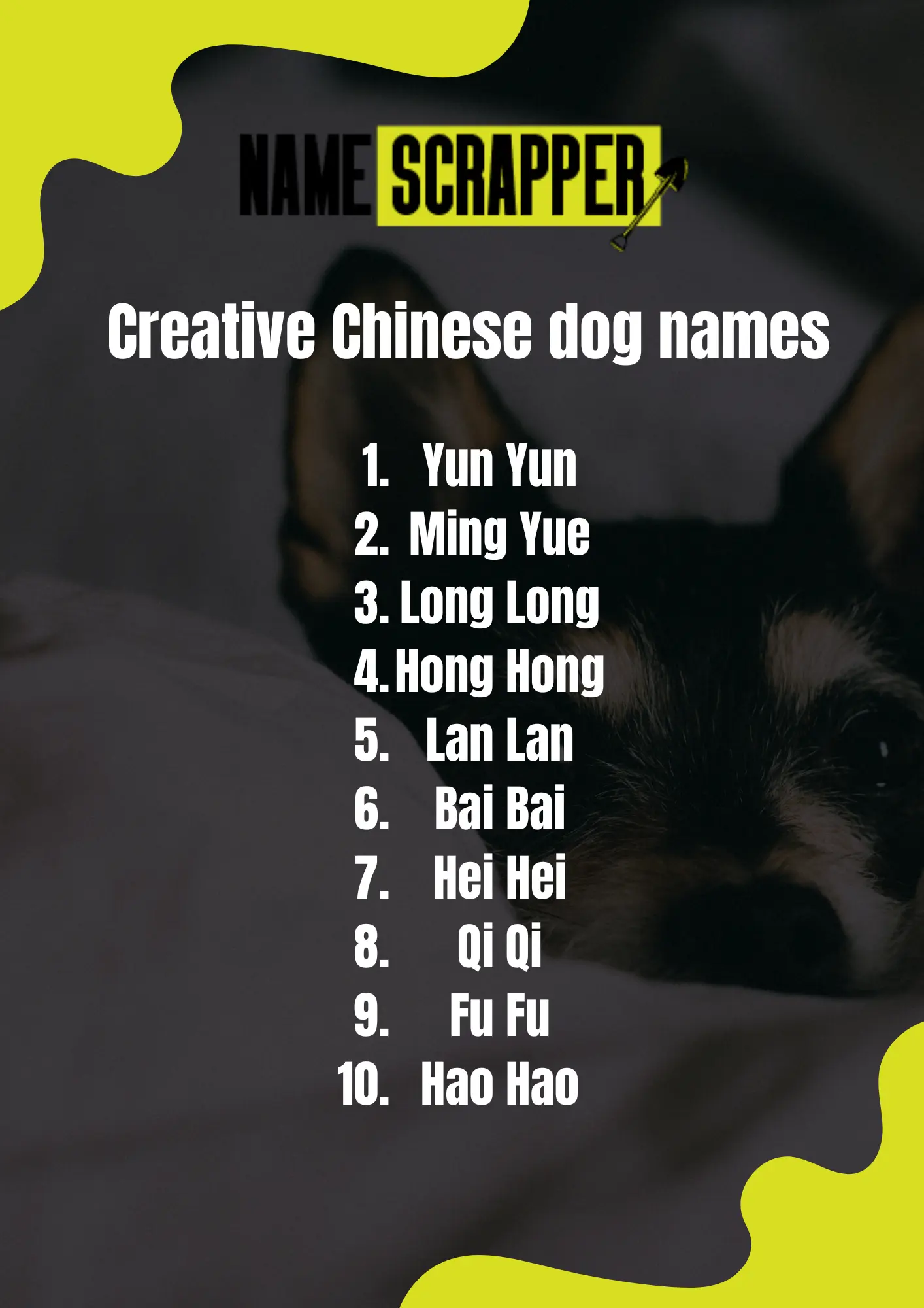 Creative Chinese Dog Names