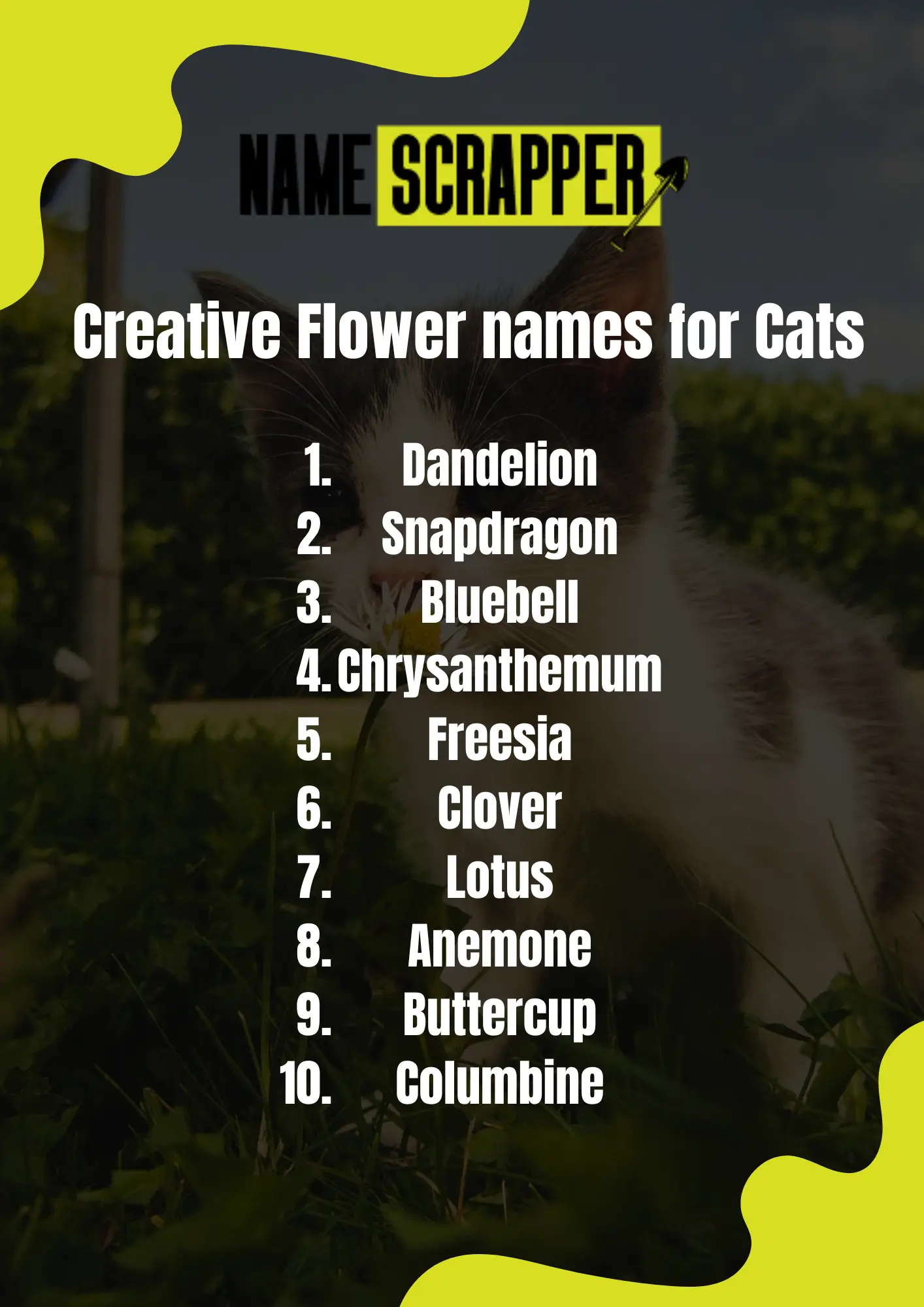 Creative Flower Names for Cats