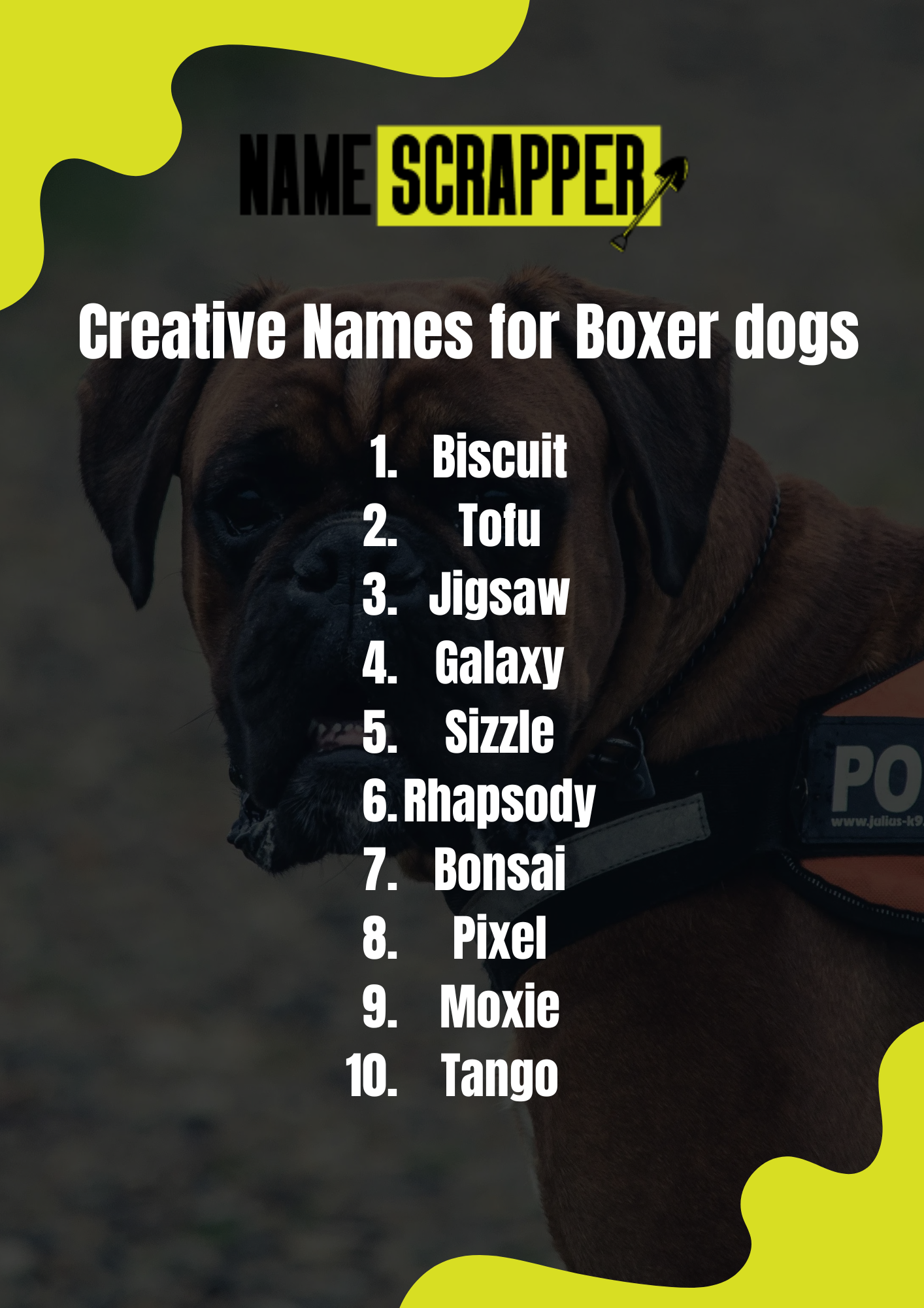 Creative Names for Boxer Dogs