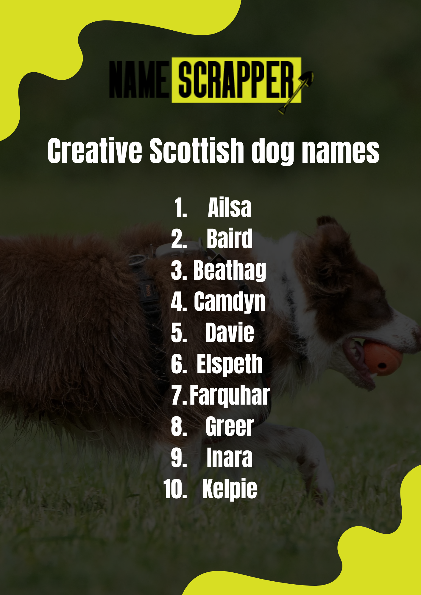 Creative Scottish Dog Names