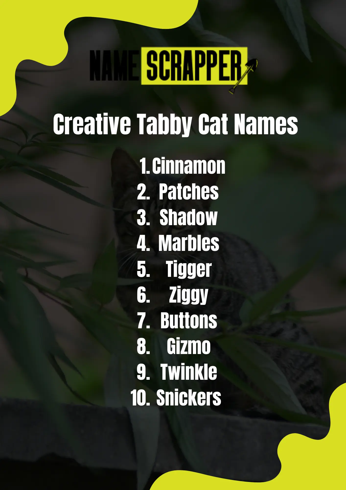 Creative Tabby Cat Names