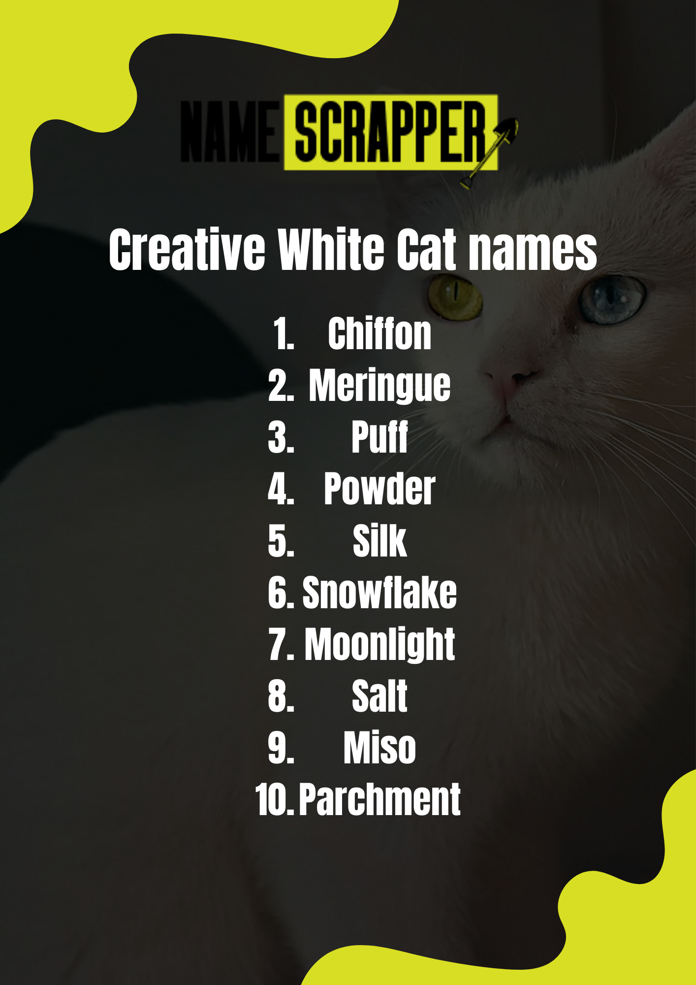 Creative White Cat Names