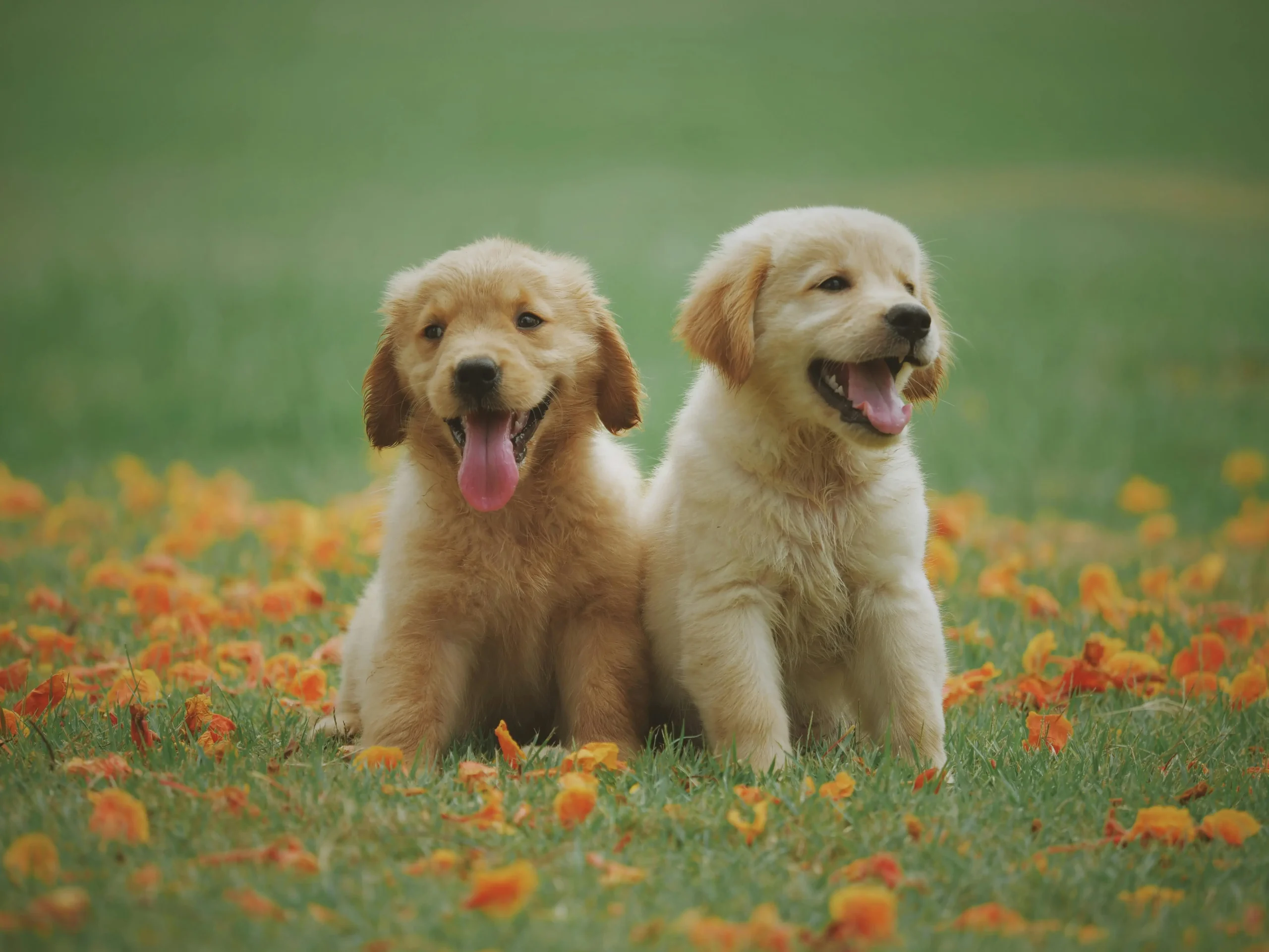 222 Most Popular Dog names in the World