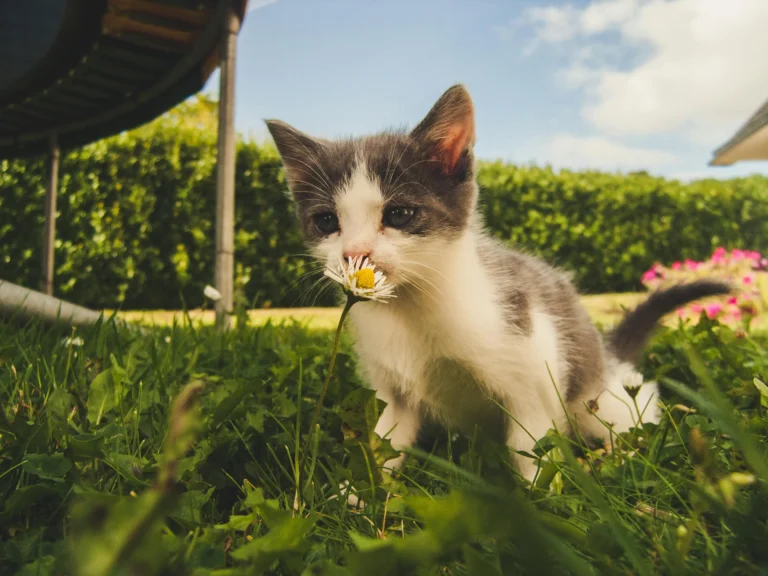 Flower names for cats