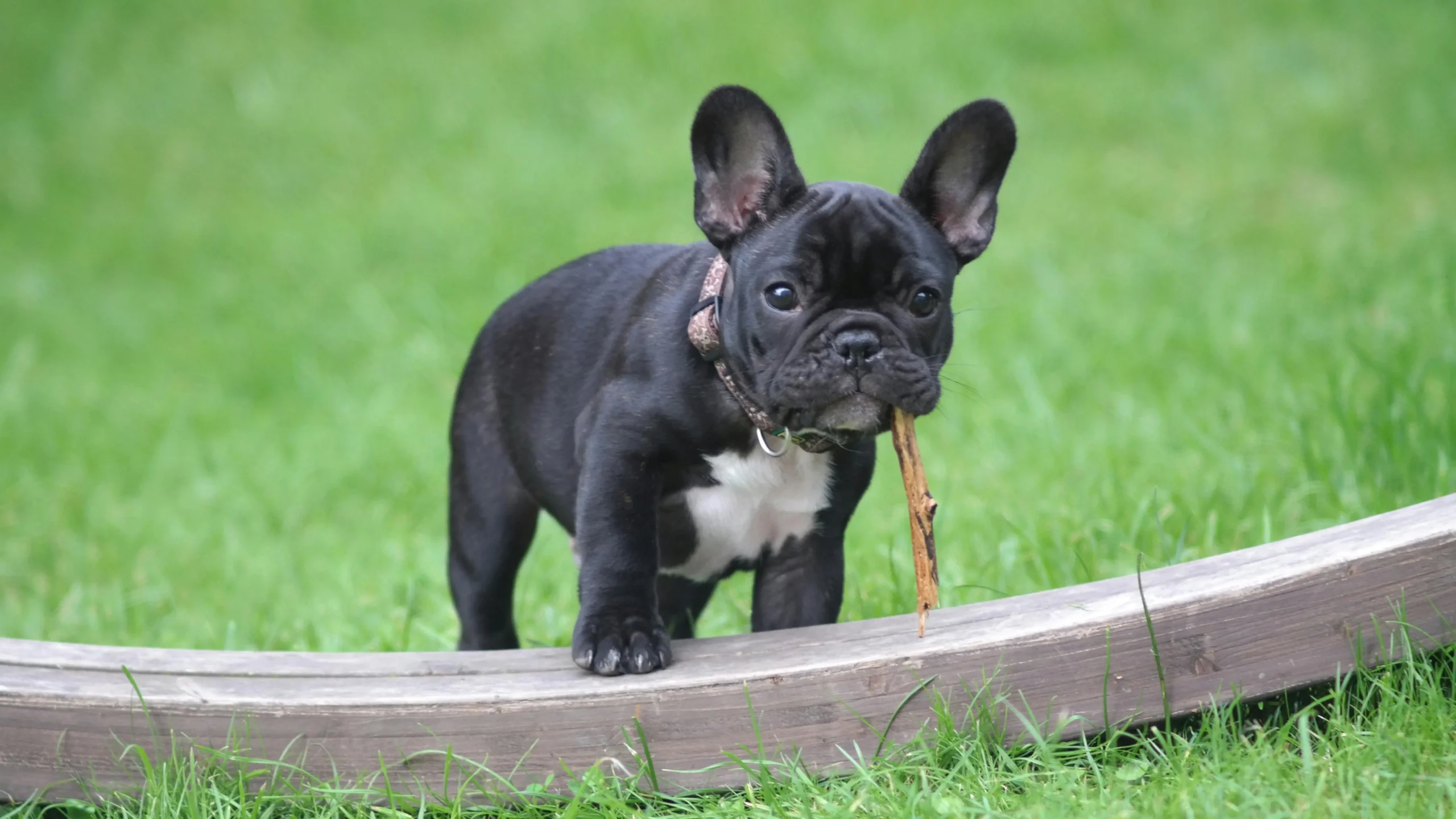 180 Best French Bulldog names Male & Female