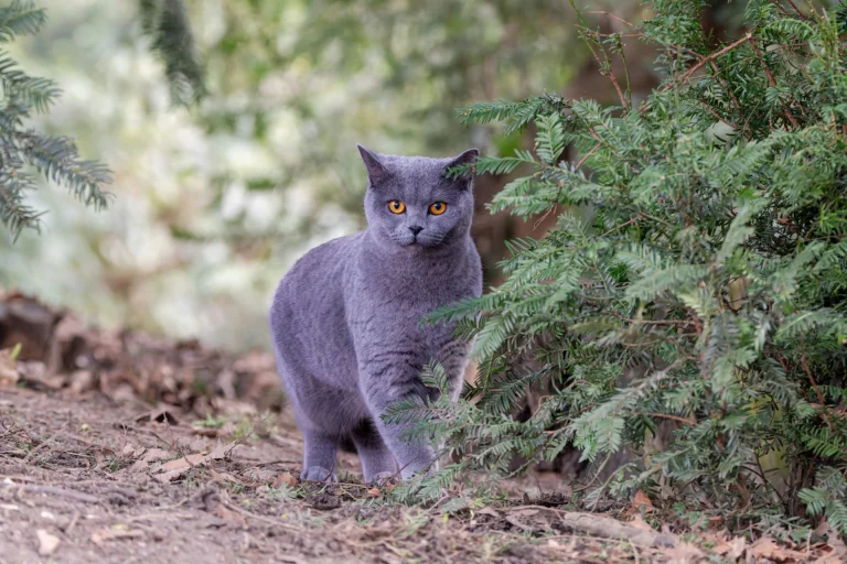 Gray Cat Names