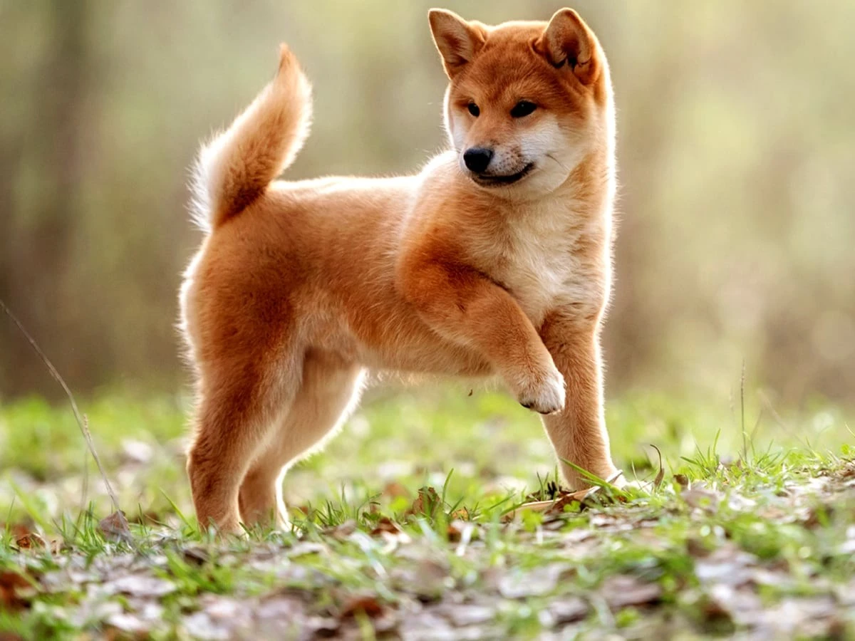 233 Best Japanese Dog Names for Your Pet