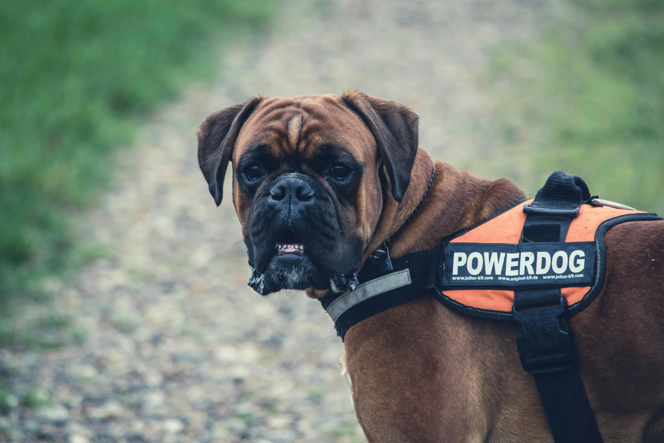 Names for Boxer dogs