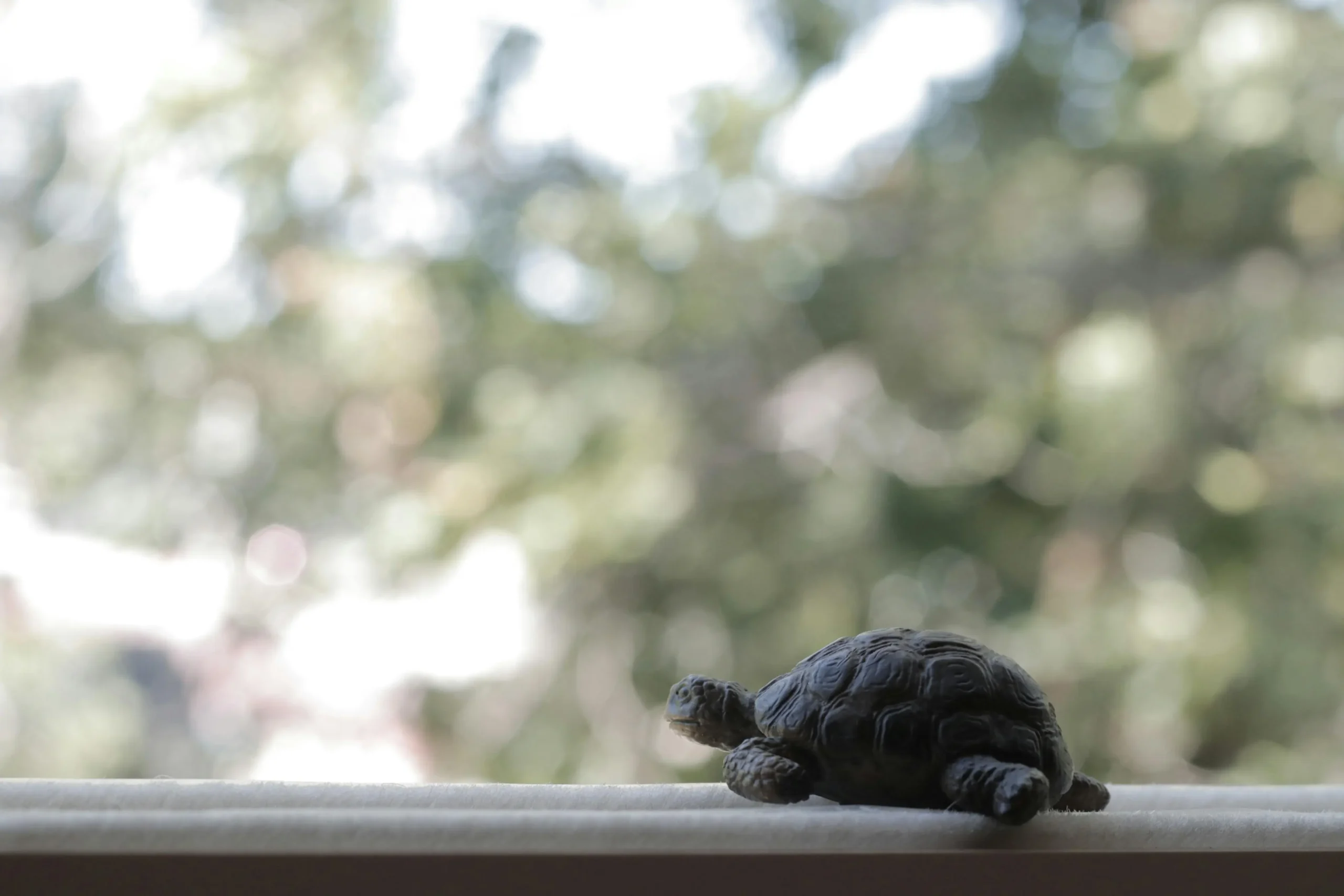 225 Best Pet turtle and tortoise names For Your Buddy