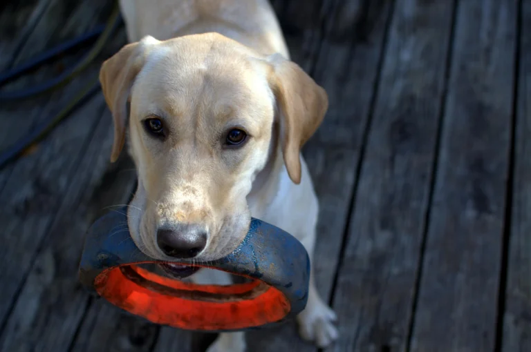 Popular Female Dog Names