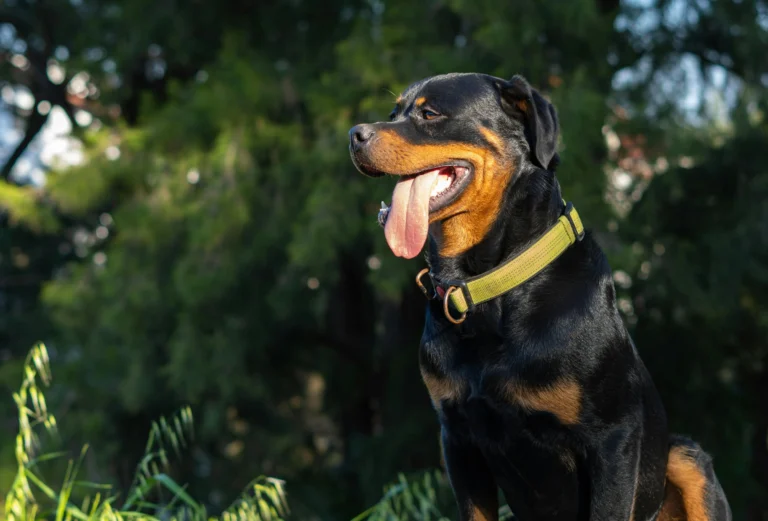 Rottweiler Names