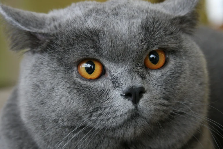 250 The Best & Popular Russian cat names