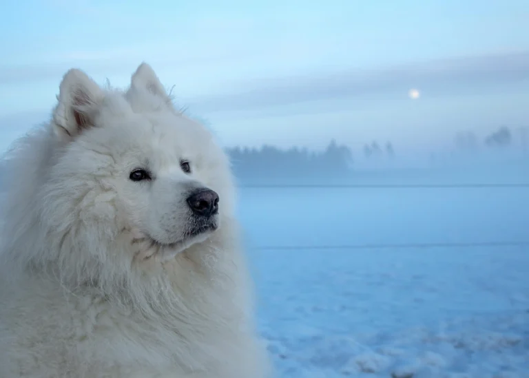 249 Best Russian Dog Names For Your Russian Pup’s