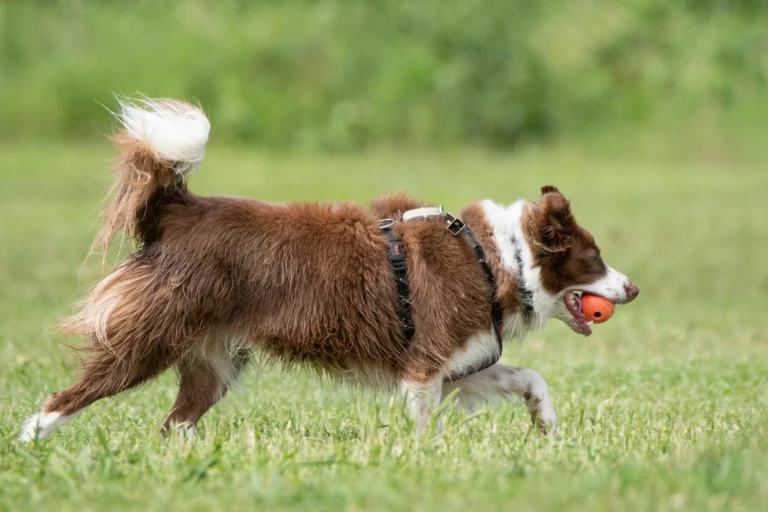 Scottish dog names