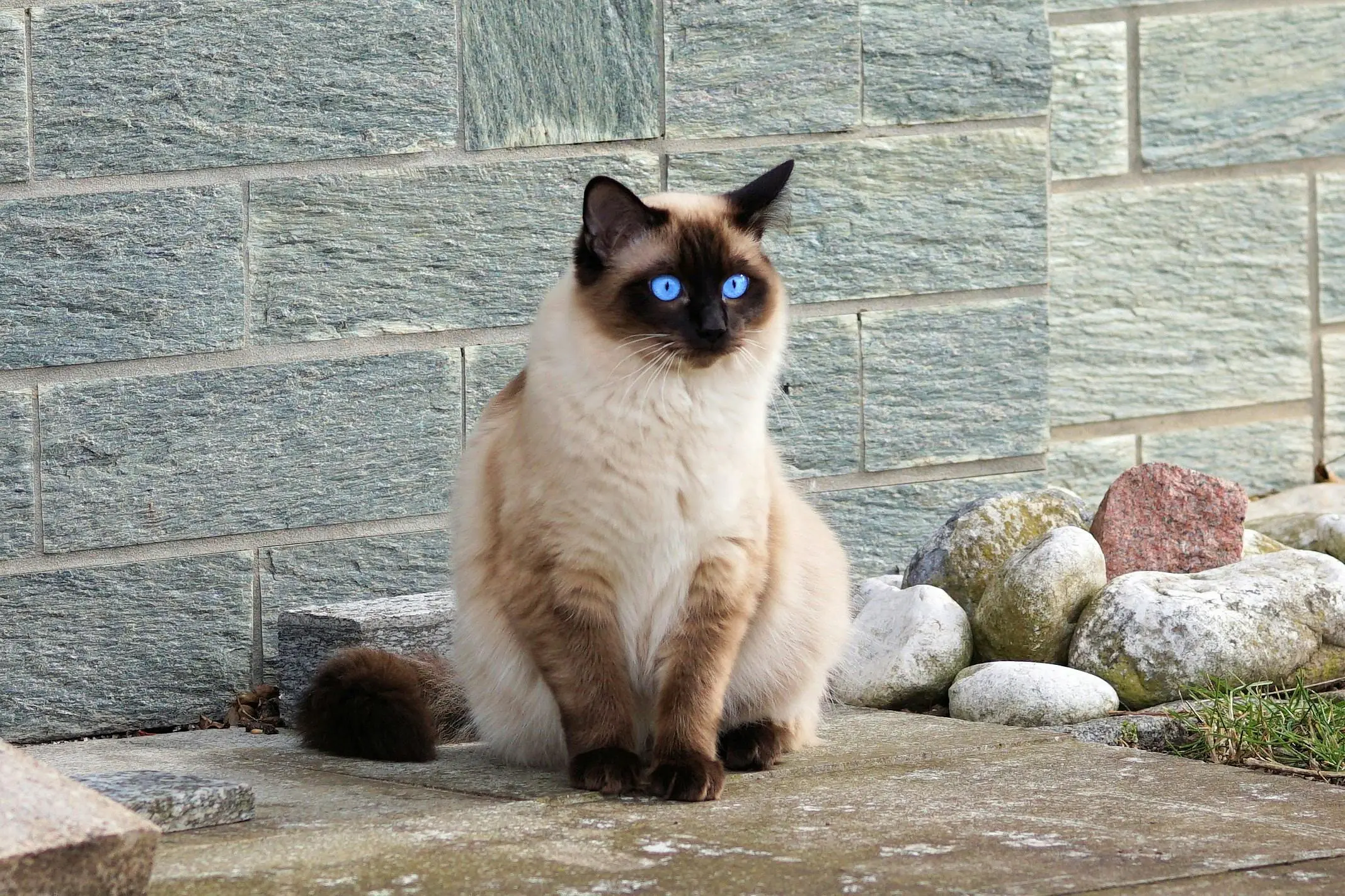 Siamese Cat Names