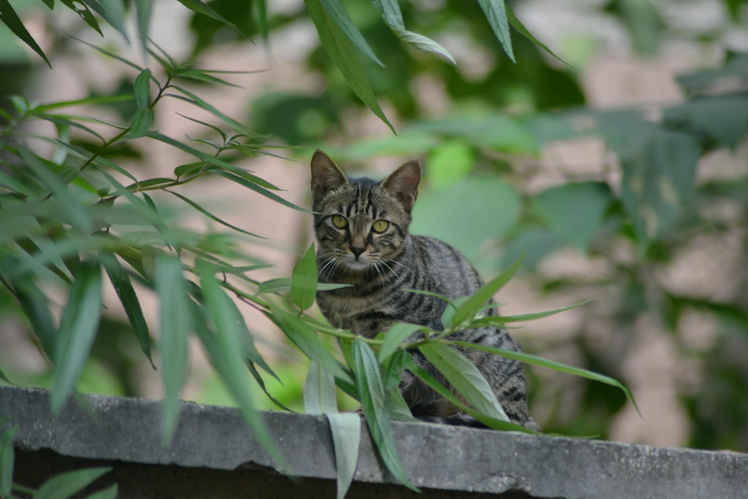 Tabby Cat Names