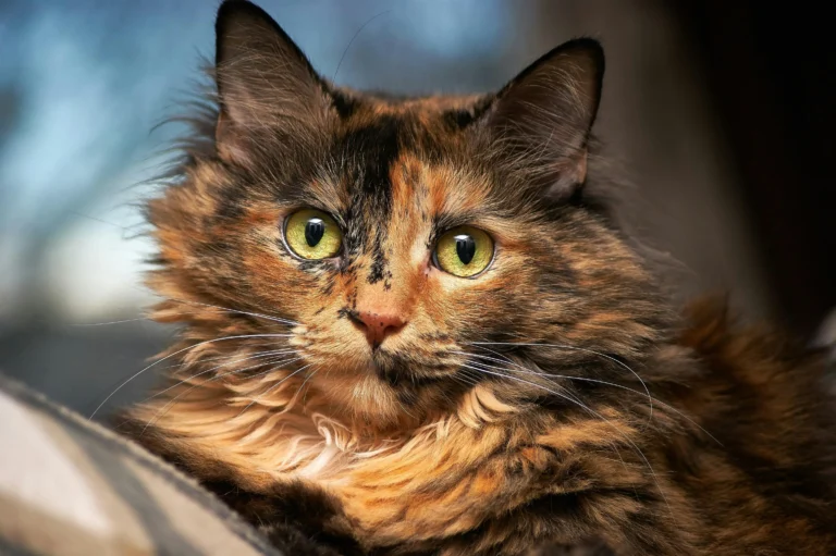 Tortoiseshell cat names