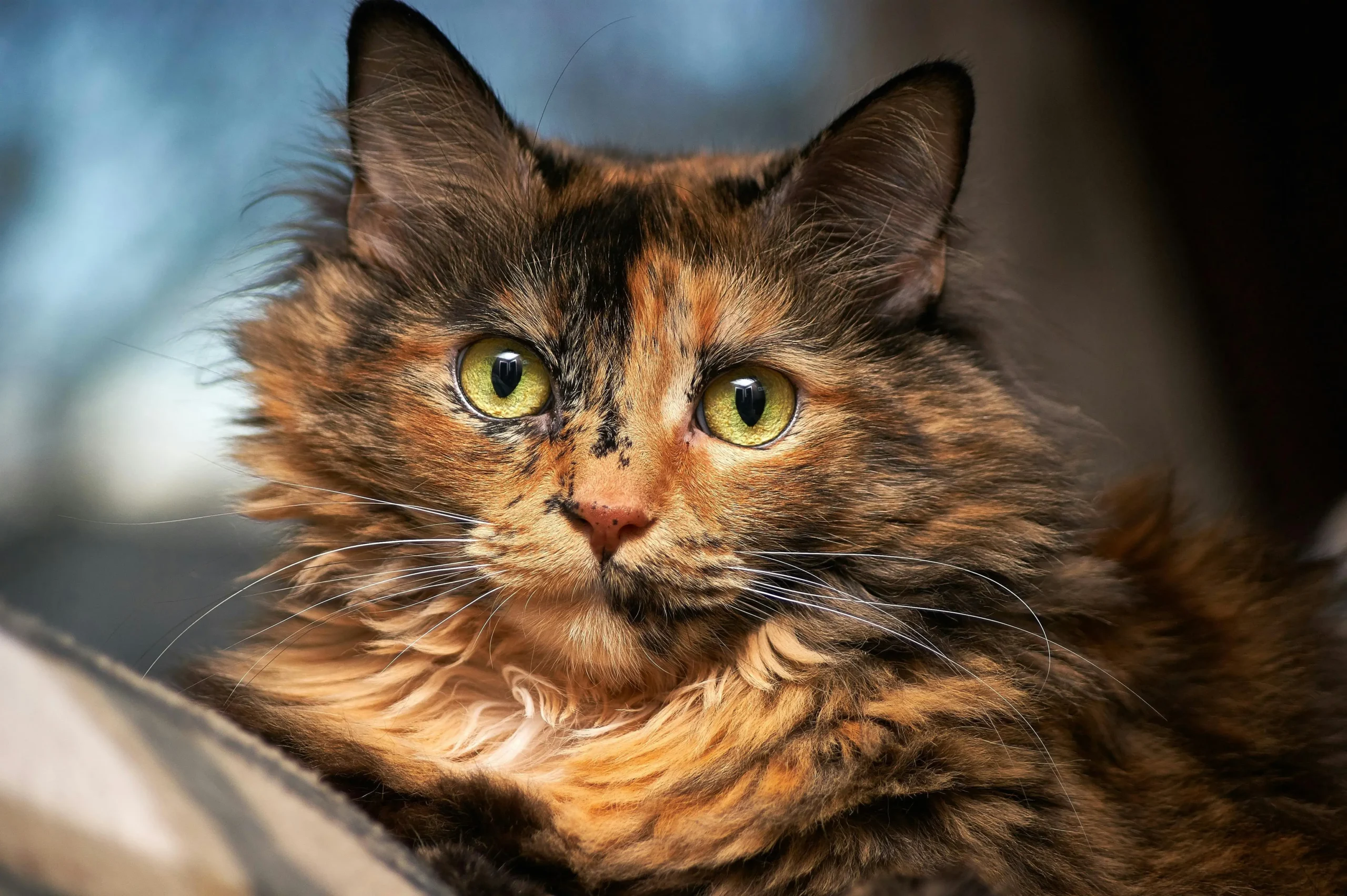 220 Best Tortoiseshell Cat Names For Your Bi-Colored Cat