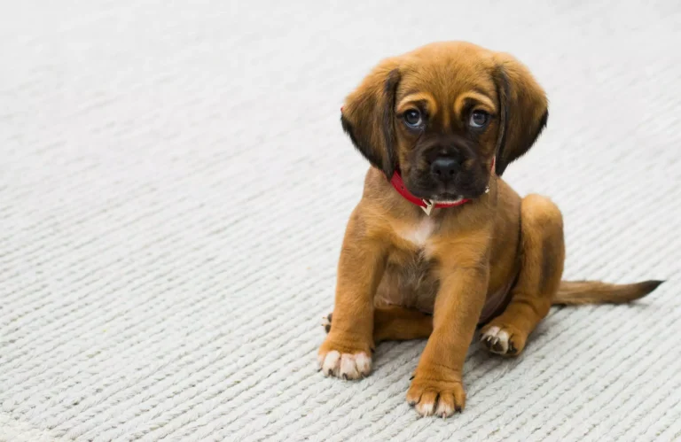 246 Unique Dog Names Male For Your Cute puppy
