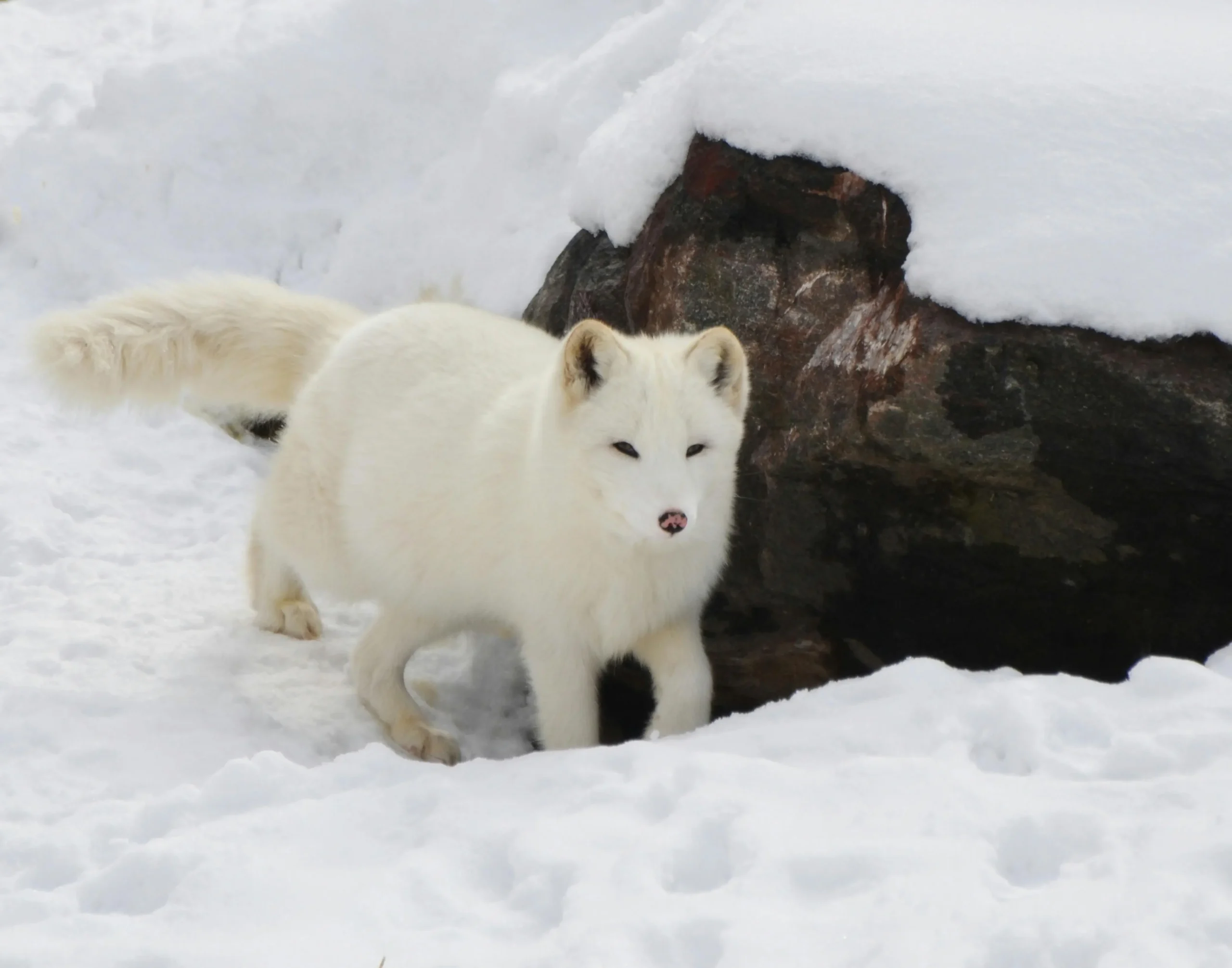 250 The Perfect Winter Dog Names